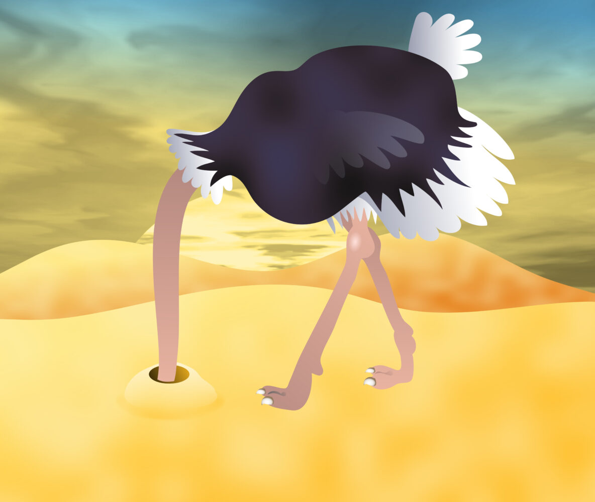 Ostrich Head in the sand